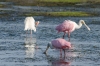 Roseate Spoonbill