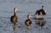 An early morning trip to Brazoria NWR