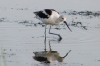 An early morning trip to Brazoria NWR