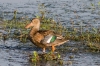 An early morning trip to Brazoria NWR
