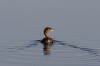 An early morning trip to Brazoria NWR