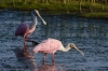 An early morning trip to Brazoria NWR