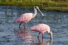 An early morning trip to Brazoria NWR