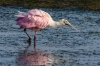 An early morning trip to Brazoria NWR