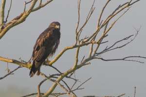 An early morning trip to Brazoria NWR