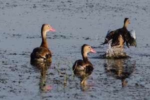 An early morning trip to Brazoria NWR