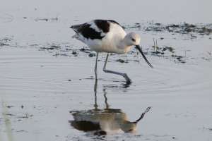 An early morning trip to Brazoria NWR