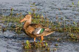 An early morning trip to Brazoria NWR