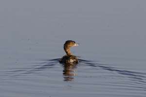 An early morning trip to Brazoria NWR