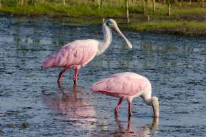 An early morning trip to Brazoria NWR
