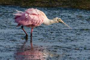 An early morning trip to Brazoria NWR