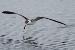 Black Skimmers