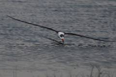 Black Skimmers