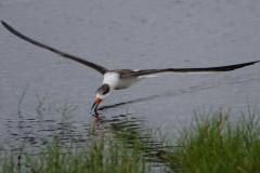 Black Skimmers