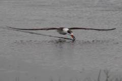 Black Skimmers