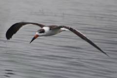Black Skimmers
