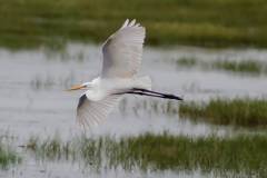 Birds of Brazoria