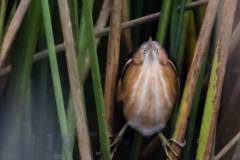 Birds of Brazoria