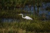 Birds of Brazoria