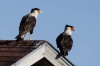 Birds of Brazoria