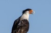Birds of Brazoria