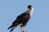 Birds of Brazoria