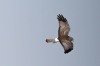 Birds of Brazoria