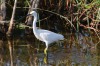 Birds of Brazoria