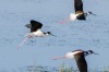 Birds of Brazoria
