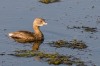 Birds of Brazoria