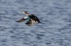 Birds of Brazoria