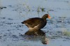 Birds of Brazoria