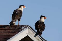 Birds of Brazoria