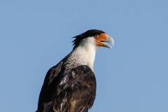 Birds of Brazoria