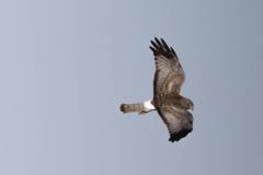 Birds of Brazoria