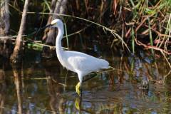 Birds of Brazoria
