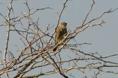 Birds of Brazoria