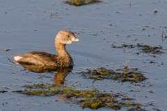 Birds of Brazoria