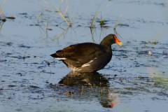 Birds of Brazoria