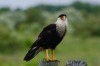 Caracara