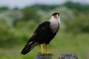 Birds of Brazoria 10/07/2012