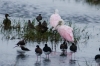 Brazoria NWR - Hello my old friends