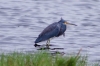 Brazoria NWR - Hello my old friends
