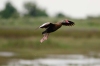 Brazoria NWR - Hello my old friends