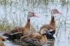 Brazoria NWR - Hello my old friends