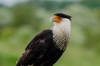 Brazoria NWR - Hello my old friends