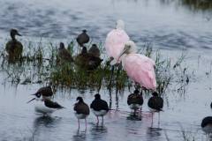 Brazoria NWR - Hello my old friends