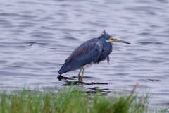 Brazoria NWR - Hello my old friends