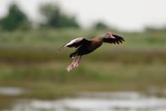 Brazoria NWR - Hello my old friends