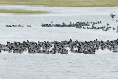Brazoria NWR - Hello my old friends